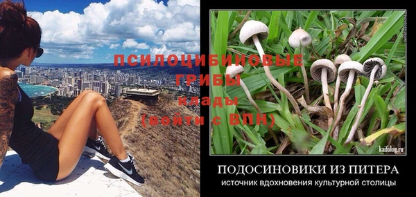 ПСИЛОЦИБИНОВЫЕ ГРИБЫ Арсеньев